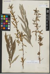 Foto von Salix alba subsp. vitellina (L.) Arcang.